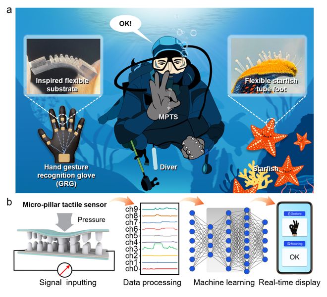 青岛大学田明伟教授ACSNano：探索水下交互新境界智能手套应用于手势识别(图2)