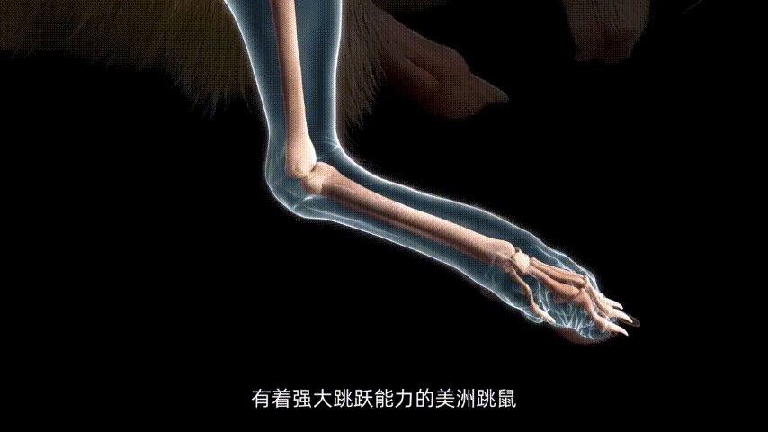 速度打破WildCat10年纪录！这家上海足式机器人研发商整狠活！(图4)